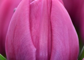 Tulipa Double You ® (4)